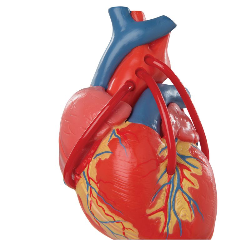A szívbetegek sebészi gyógyítása