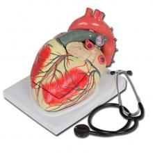 Emberi szív mulage - 4 részes 3x nagyítású